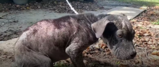 Illustration de l'article : Un chien négligé et malade trouve enfin le bonheur grâce à l’intervention de secouristes