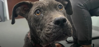 Illustration de l'article : Un chien négligé et malade trouve enfin le bonheur grâce à l’intervention de secouristes