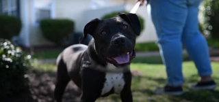 Illustration de l'article : Un chien négligé et malade trouve enfin le bonheur grâce à l’intervention de secouristes