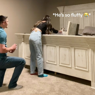 Illustration de l'article : Ce chaton aide un couple amoureux des animaux à faire la demande en mariage parfaite