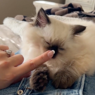 Illustration de l'article : Ce chaton aide un couple amoureux des animaux à faire la demande en mariage parfaite