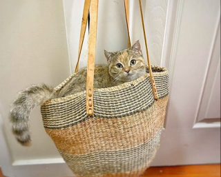 Illustration de l'article : Des secouristes sauvent un chat minuscule et découvrent qu’il ne grandira jamais