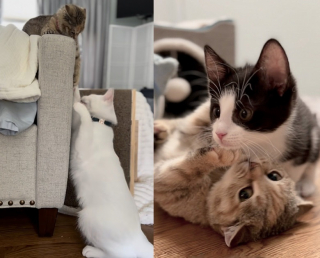 Illustration de l'article : Des secouristes sauvent un chat minuscule et découvrent qu’il ne grandira jamais