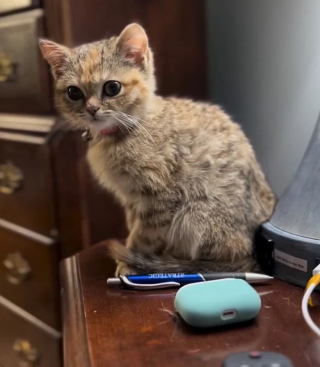 Illustration de l'article : Des secouristes sauvent un chat minuscule et découvrent qu’il ne grandira jamais