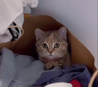 Illustration de l'article : Des secouristes sauvent un chat minuscule et découvrent qu’il ne grandira jamais