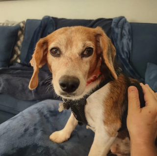 Illustration de l'article : Des chiots trouvés au bord de la route sont sauvés et adoptés, mais leur mère cherche encore un foyer