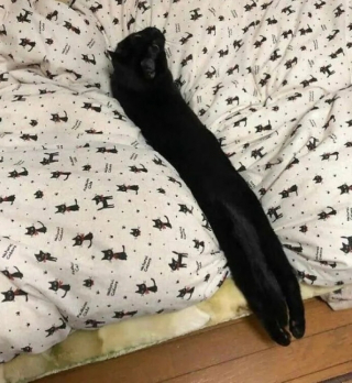 Illustration de l'article : 10 photos de chats drôles qui donnent le sourire