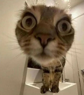 Illustration de l'article : 10 photos de chats drôles qui donnent le sourire