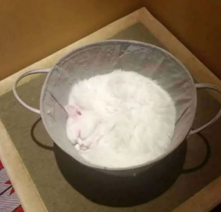 Illustration de l'article : 10 photos de chats drôles qui donnent le sourire