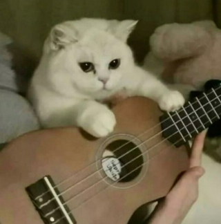 Illustration de l'article : 10 photos de chats drôles qui donnent le sourire