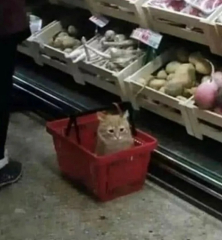 Illustration de l'article : 10 photos de chats drôles qui donnent le sourire