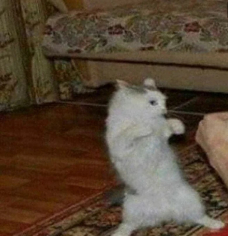 Illustration de l'article : 10 photos de chats drôles qui donnent le sourire