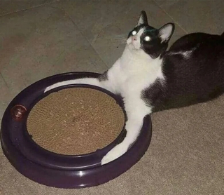 Illustration de l'article : 10 photos de chats drôles qui donnent le sourire