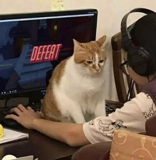 Illustration de l'article : 10 photos de chats drôles qui donnent le sourire