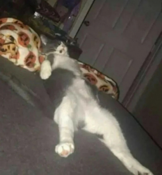 Illustration de l'article : 10 photos de chats drôles qui donnent le sourire