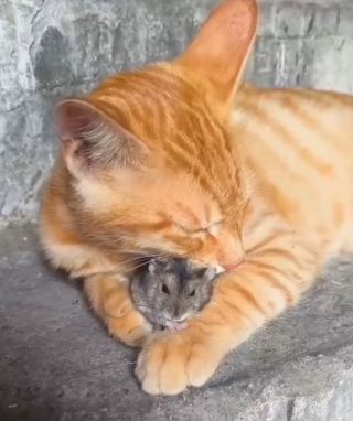 Illustration de l'article : Un chat et une souris ont noué un lien unique et veillent l’un sur l’autre (vidéo)