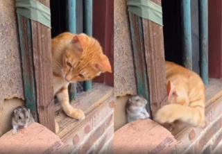 Illustration de l'article : Un chat et une souris ont noué un lien unique et veillent l’un sur l’autre (vidéo)