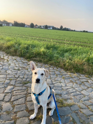 Illustration de l'article : Deux chiens de refuge deviennent amis et se retrouvent des mois après leur adoption