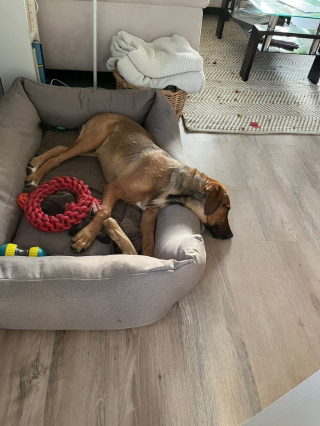 Illustration de l'article : Deux chiens de refuge deviennent amis et se retrouvent des mois après leur adoption