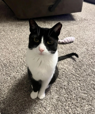 Illustration de l'article : Ce chat a pris l’habitude de rapporter chaque soir un objet inattendu à ses propriétaires