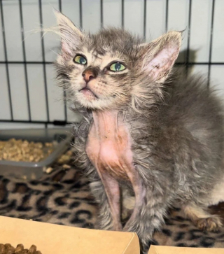 Illustration de l'article : Retrouvé malade et abandonné sur un chantier, ce chaton se bat pour avoir droit au bonheur