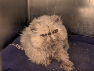 Illustration de l'article : Un chat errant gravement malade retrouve la santé après avoir été sauvé in extremis