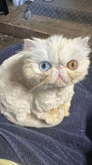 Illustration de l'article : Un chat errant gravement malade retrouve la santé après avoir été sauvé in extremis