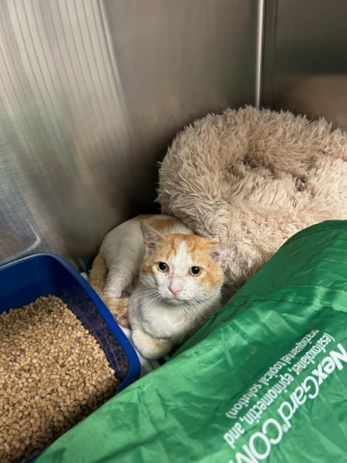 Illustration de l'article : Un homme en difficulté fait tout son possible pour soigner un chat blessé par une bagarre