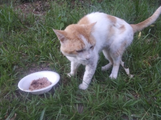 Illustration de l'article : Un homme en difficulté fait tout son possible pour soigner un chat blessé par une bagarre