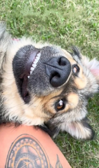 Illustration de l'article : Une famille part camper avec son chien et revient avec 2 compagnons inattendus