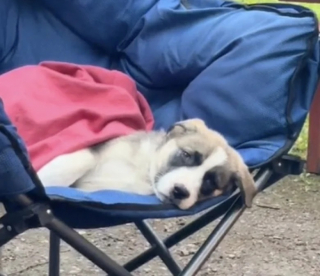 Illustration de l'article : Une famille part camper avec son chien et revient avec 2 compagnons inattendus