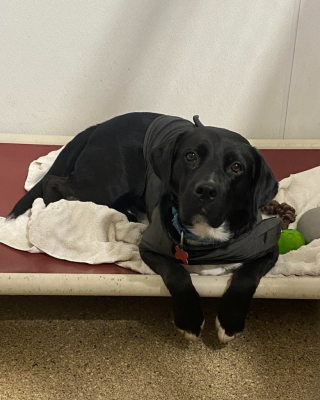 Illustration de l'article : Après 458 jours en refuge, un chien saute dans les bras de son nouveau maître