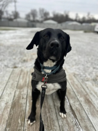 Illustration de l'article : Après 458 jours en refuge, un chien saute dans les bras de son nouveau maître