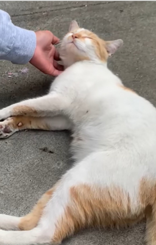 Illustration de l'article : Pour trouver un foyer, ce chat se place devant les portes des maisons, en quête d’amour