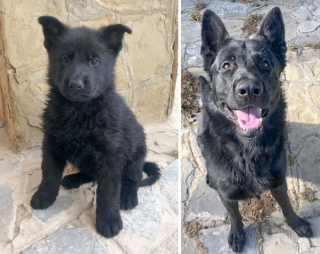 Illustration de l'article : 10 chiots devenus méconnaissables une fois adultes