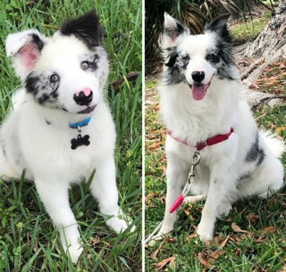 Illustration de l'article : 10 chiots devenus méconnaissables une fois adultes