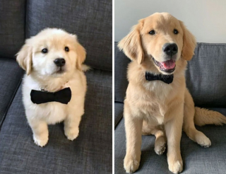 Illustration de l'article : 10 chiots devenus méconnaissables une fois adultes