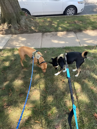 Illustration de l'article : Après plus de 1 200 jours d’attente, cette chienne trouve enfin sa famille pour la vie