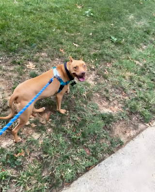 Illustration de l'article : Après plus de 1 200 jours d’attente, cette chienne trouve enfin sa famille pour la vie