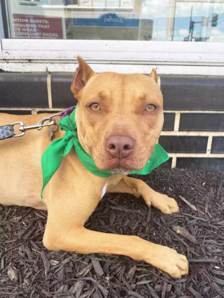 Illustration de l'article : Après plus de 1 200 jours d’attente, cette chienne trouve enfin sa famille pour la vie