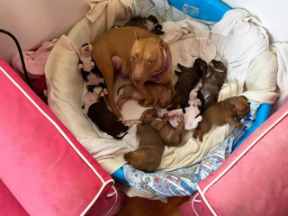 Illustration de l'article : Après plus de 1 200 jours d’attente, cette chienne trouve enfin sa famille pour la vie