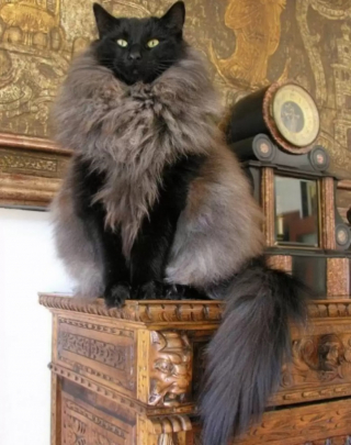 Illustration de l'article : 10 photos de chats drôles et adorables malgré eux