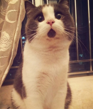 Illustration de l'article : 10 photos de chats drôles et adorables malgré eux