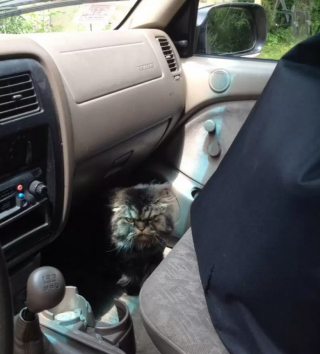 Illustration de l'article : 10 photos de chats drôles et adorables malgré eux