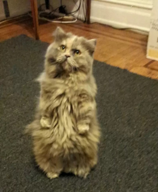 Illustration de l'article : 10 photos de chats drôles et adorables malgré eux