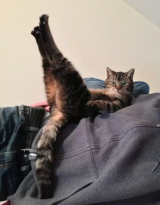 Illustration de l'article : 10 photos de chats drôles et adorables malgré eux