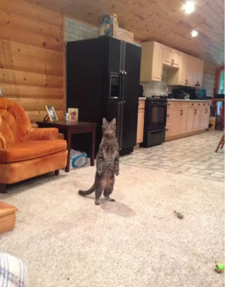 Illustration de l'article : 10 photos de chats drôles et adorables malgré eux