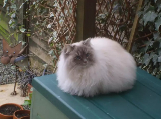 Illustration de l'article : 10 photos de chats drôles et adorables malgré eux