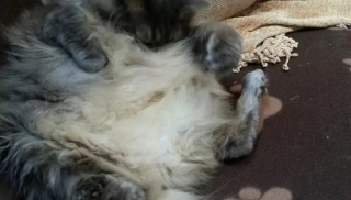 Illustration de l'article : 10 photos de chats drôles et adorables malgré eux