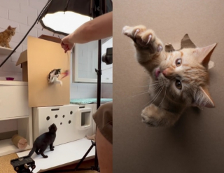 Illustration de l'article : Des chatons deviennent les stars d’un photographe préparant une exposition spéciale